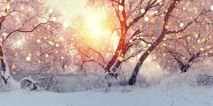 Snow-covered trees along a riverbank.
