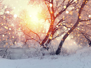 Snow-covered trees along a riverbank.