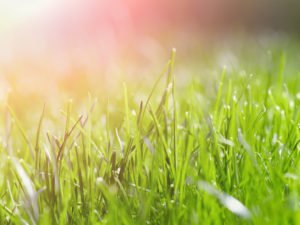 Grass in the spring in Florence, SC.