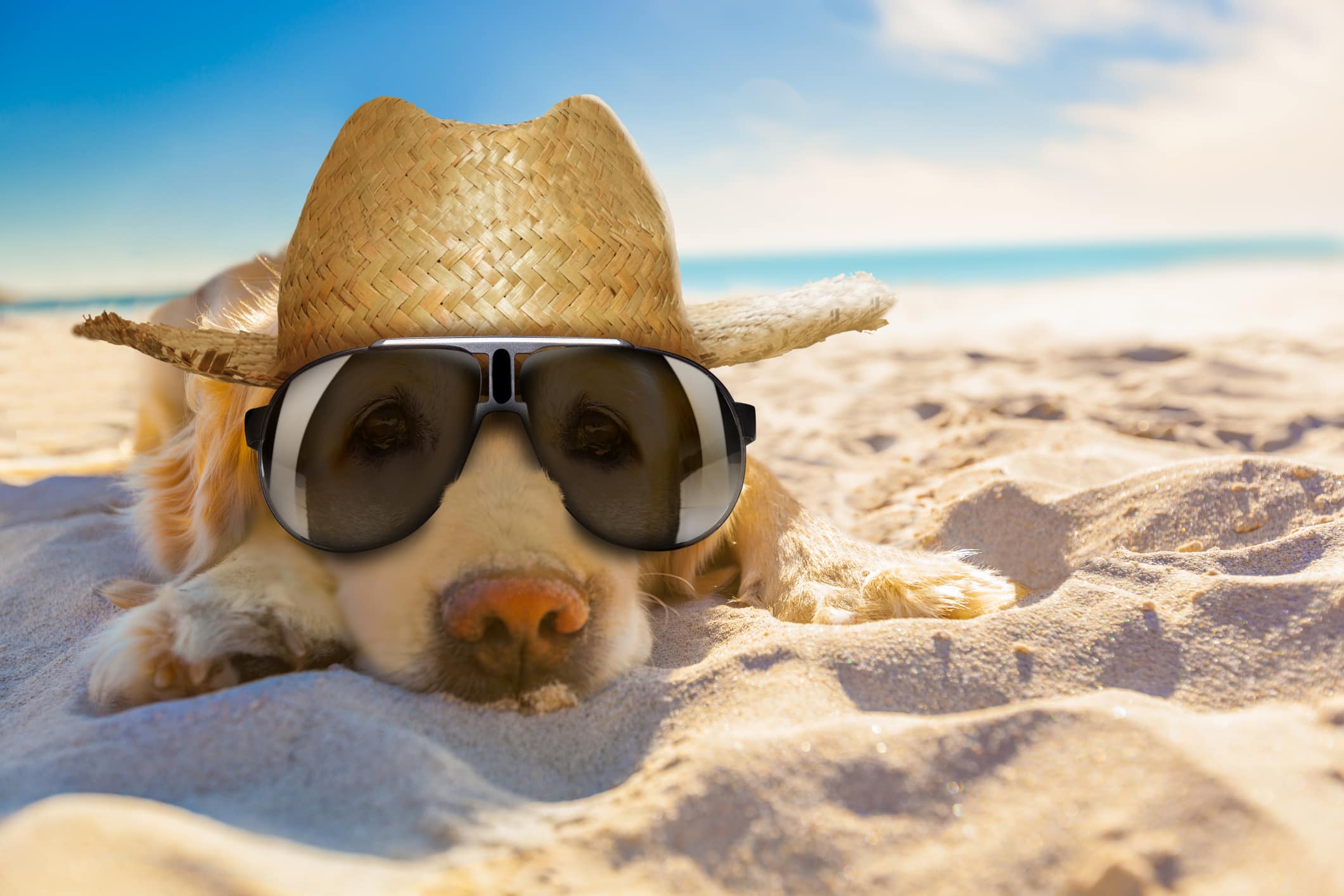 golden retriever dog relaxing, resting,or sleeping at the beach, for retirement or retired