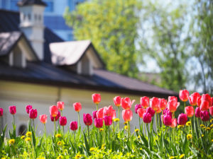 Springtime in Florence, SC